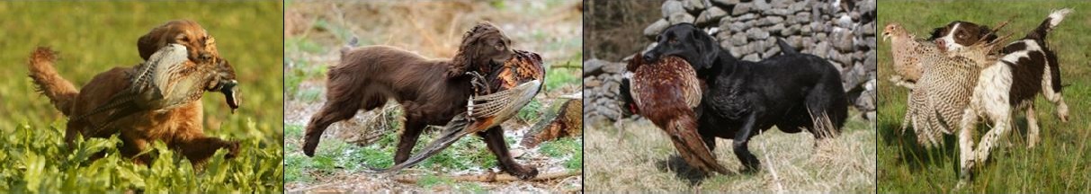 4 billeder med jagthunde