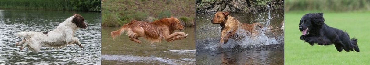 4 billeder med jagthunde